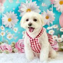꽃보다 Dog | 부평 애견미용 강아지 말티숑 스포팅 베이비컷 꽃보다Dog