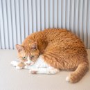 웅상동물병원 이미지