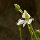 아침이슬 이미지