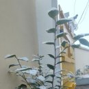 모모네집 이미지