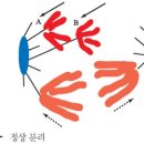 비봉인공습지 야구장 | 四字成語 총정리 <ㅂ> 613 비복동맥~비분비자