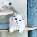 Fall in Rags 이미지