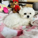 펜트하우스 민박 이미지