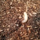 채연농장 이미지