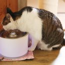 착한 고양이 이미지