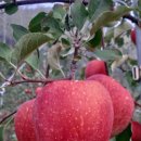 진이농장 이미지