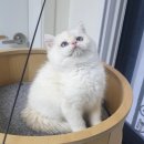 야옹의형태