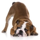 방주동물의료센터 이미지