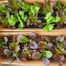 성거농약사 이미지