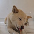 재화애견수제간식 이미지