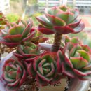 크라우스 이미지