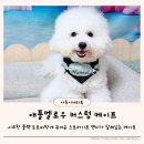 자수 | 가을맞이 강아지 페션템 추천 애플멜로우 강아지자수스카프 후기