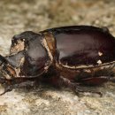 장수풍뎅이(Big beetle)