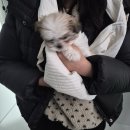 의료법인 청주병원 | 청주 나래동물의료센터 강아지 접종 후기ㅣ청주 동물병원 추천ㅣ강아지 중성화ㅣ강아지 접종 패키지 비용