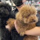 전설의 그루밍 이미지