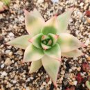 별따오기 이미지