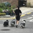 ♣ 내적 조련의 달인/오정순 이미지