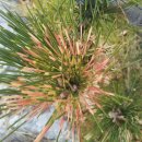 황금농장(2) 이미지