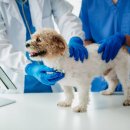 청주24시동물병원 이미지