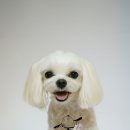 쿨 애견미용 이미지