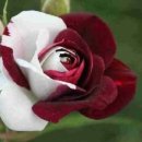 장미반점 이미지