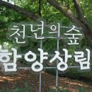 경남 함양 상림 천년의숲. 이미지