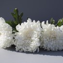 이담장례 이미지