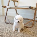 강아지의 품격 이미지