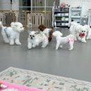 온리 펫살롱 이미지