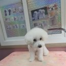 the 굿 dog 이미지