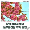 신평레포츠공원 공중화장실 | 창원 주말 나들이 겹벚꽃명소 늘푸른전당 주차, 개화, 꿀팁