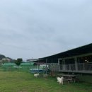 엔젤애견 이미지