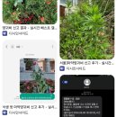 갤주는 양귀비 부갤주는 대마초인 디시 식물갤 유저들 활동기(feat 경찰) 이미지