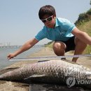 매일물고기