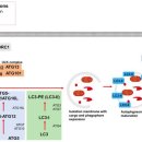 Re:The Roles of Autophagy in Cancer 이미지