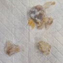 상일 쓰담쓰담 동물병원 이미지