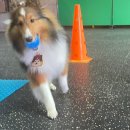 루비켄넬 이미지