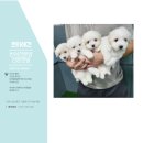 파주켄넬 이미지