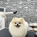 까까댕이
