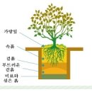 묘목 식재 방법 (묘목 심는 방법) 이미지