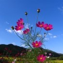 아름다운 이미지