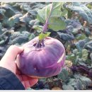 하우스콜 이미지