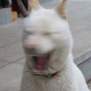오래 Daum카페