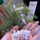 신월농장 | [경남/창원시] 미떼플라워 방문후기 연말 분위기 살리는 창원꽃집에서 크리스마스 화분 픽업!