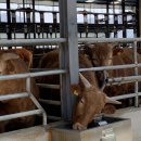 경남축사 이미지