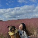 우리주말농원식당 | 서울 근교 대형견/애견 동반 핑크뮬리, 천일홍 가을 축제 _ 양주 나리공원 나리농원