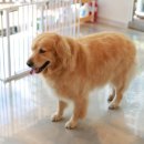 황제 펫 이미지