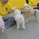 옐레드 애견유치원&애견호텔 대구신월성점 이미지