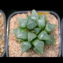 Haworthia Emelyae Var. Major Cv. Hakuma 이미지