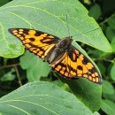 신갈매기 | 세상에나 우화부전이라니